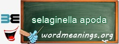 WordMeaning blackboard for selaginella apoda